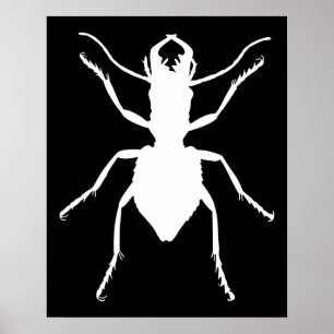 Poster Manticora tuberculata