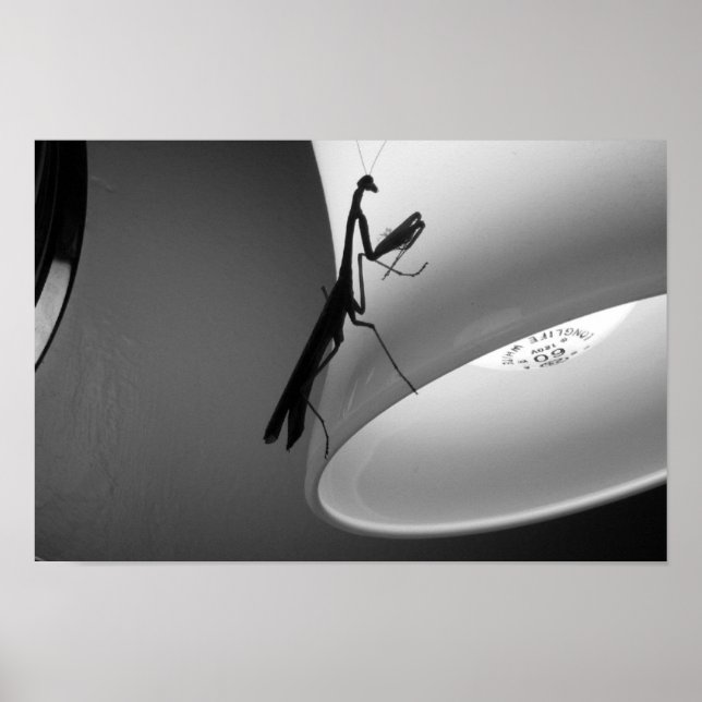 Poster Mantis (Devant)