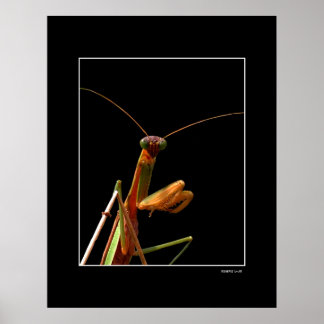 Poster Mantis