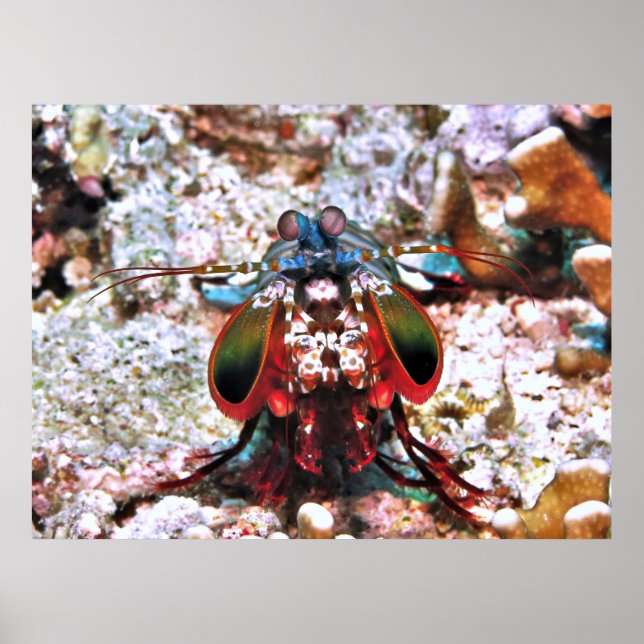 Poster Mantis Portrait de crevette (Devant)