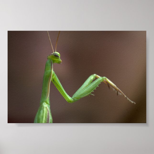 Poster Mantis religiosa (Devant)