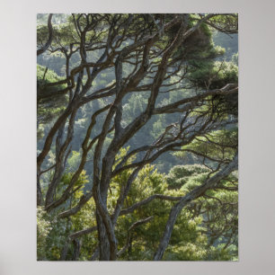 Poster Manuka Tree Forest Nouvelle-Zélande