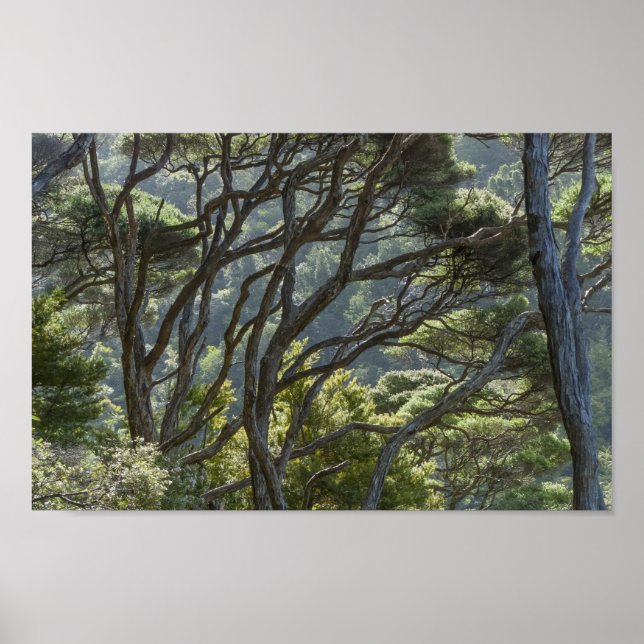 Poster Manuka Tree Forest Nouvelle-Zélande (Devant)