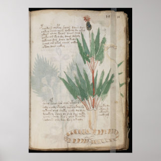 Poster manuscrit de Voynich