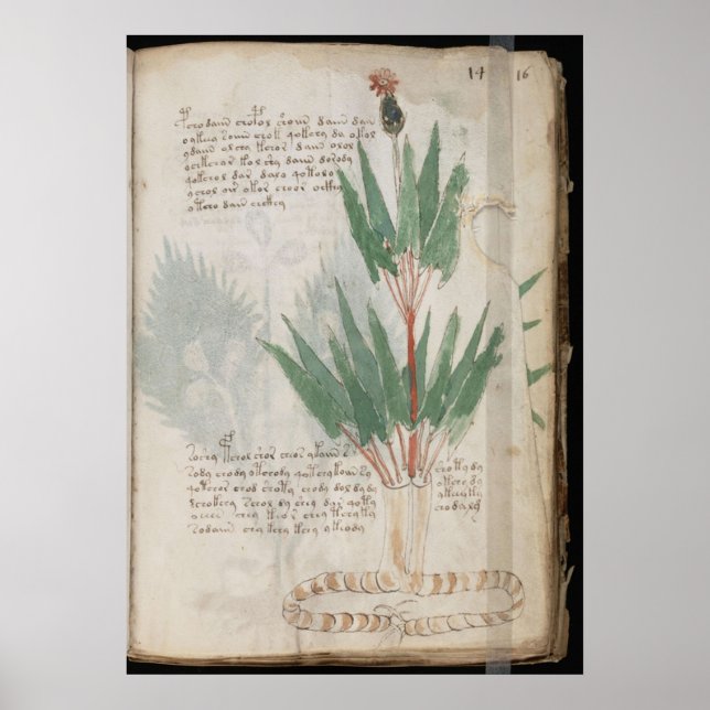 Poster manuscrit de Voynich (Devant)