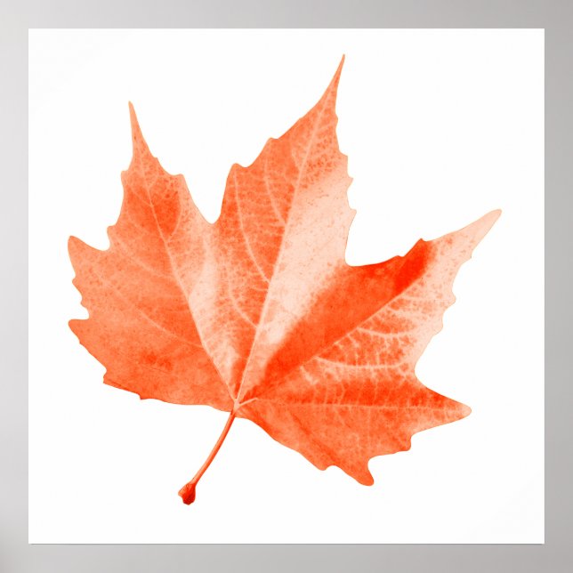 Poster Maple autumn (Devant)