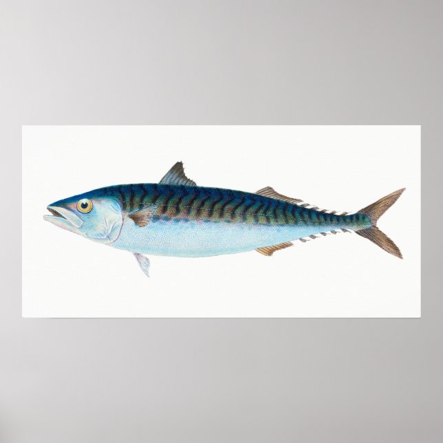 Poster Maquereau poisson art vintage (Devant)
