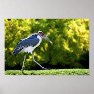 Poster Marabou stork walking on grass