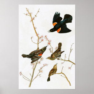 Poster Marais Blackbird John Audubon Oiseaux d'Amérique