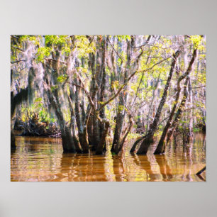 Poster Marais de la Louisiane