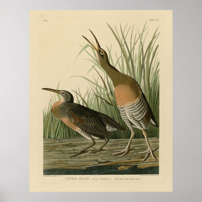 Poster Marais d'eau salée Hen - Audubon's Birds of Americ (Devant)