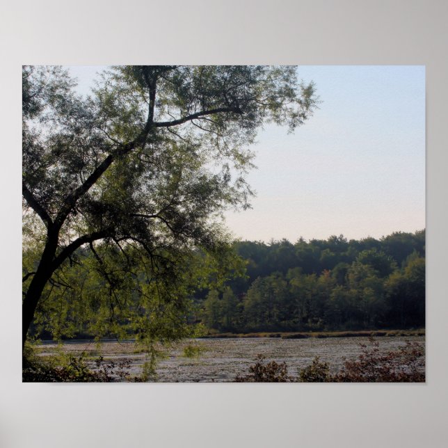 Poster Marais Et Arbre Serene Nature (Devant)