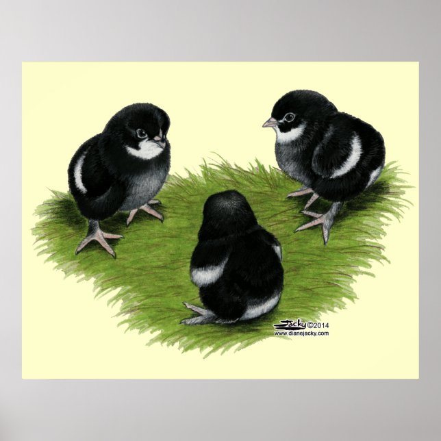 Poster Marans Cuivre noir Chicks (Devant)