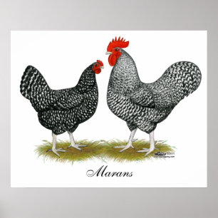 Poster Marans : Paire de cacao