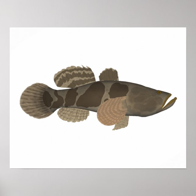 Poster Marble Goby (Devant)