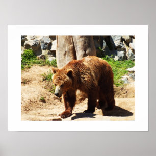 Poster Marche Brown de l'ours