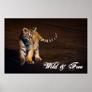 Poster Marche de CUB de tigre