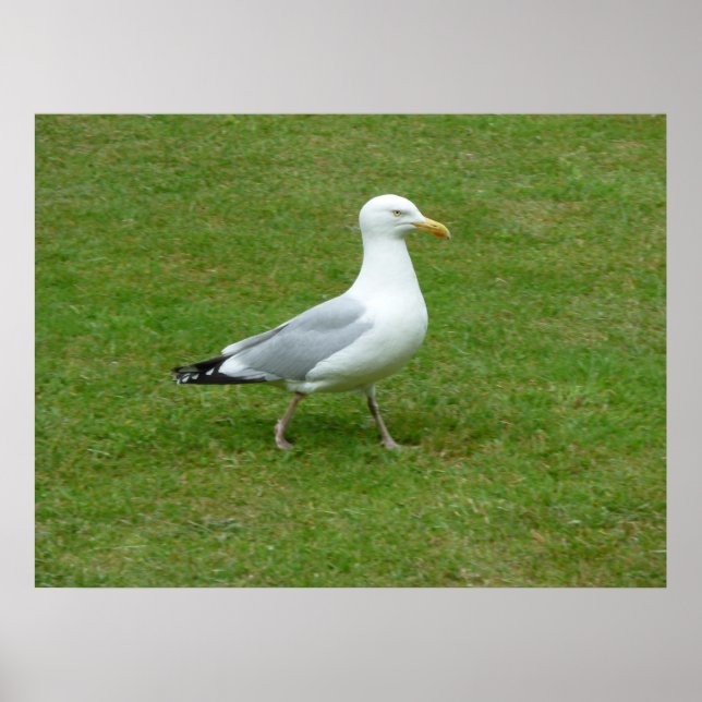 Poster Marche de mouettes dans le parc (Devant)