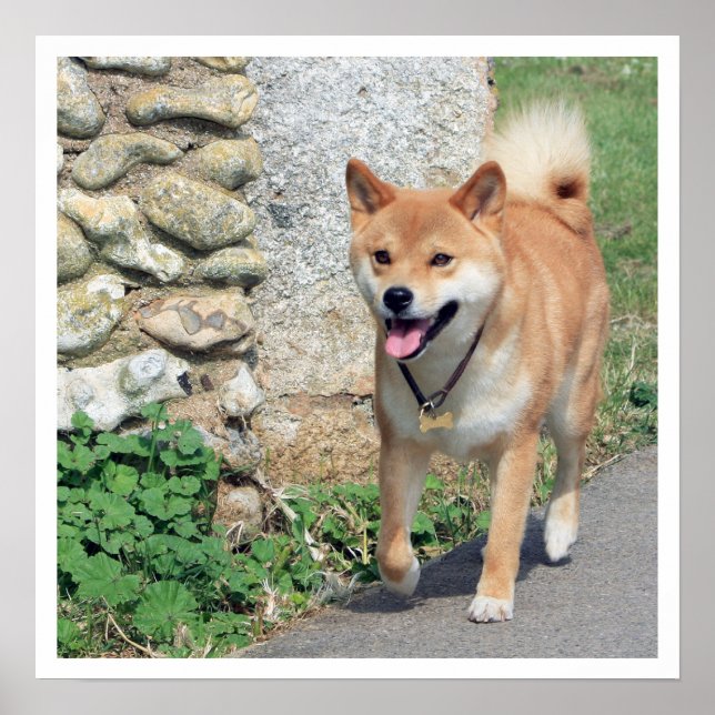 Poster Marche de Shiba Inu (Devant)