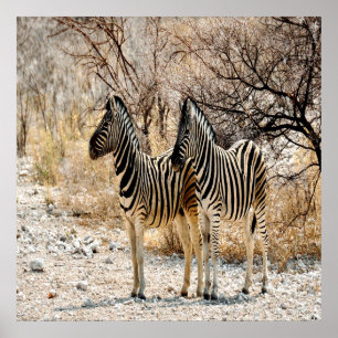 Poster Marche de Zebra