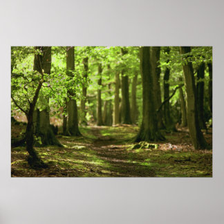 Poster Marche des bois