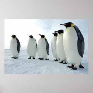 Poster Marche des pingouins