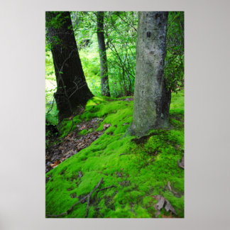 Poster Marcher dans les bois de Nimisilla avec des arbres