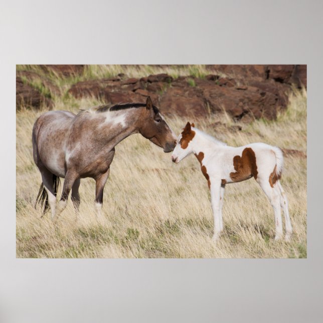 Poster Mare avec Colt (Devant)