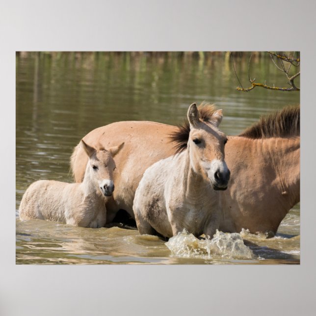 Poster Mare avec Foal Crossing a River (Devant)