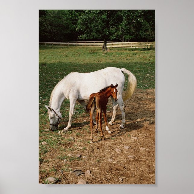 Poster Mare blanche avec Foin de châtaignier (Devant)