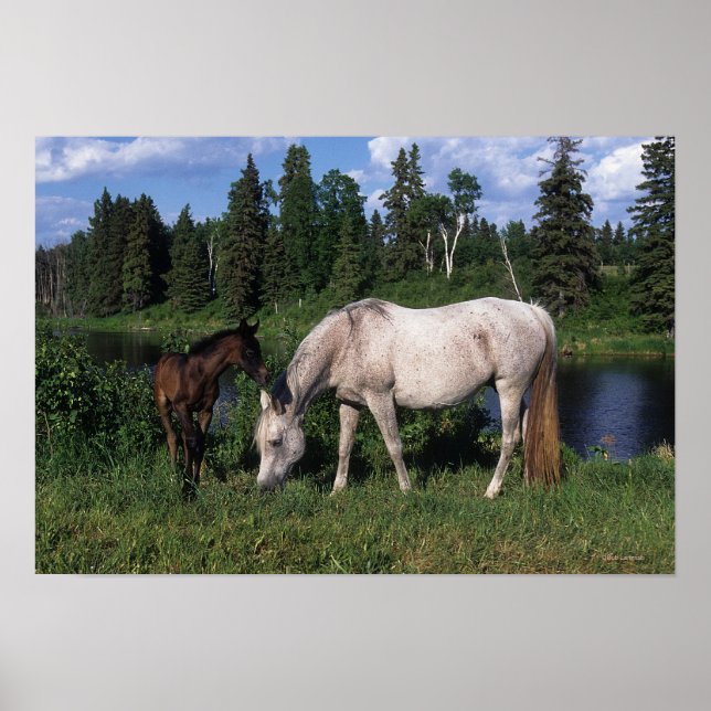 Poster Mare et Foie Arabe 2 (Devant)