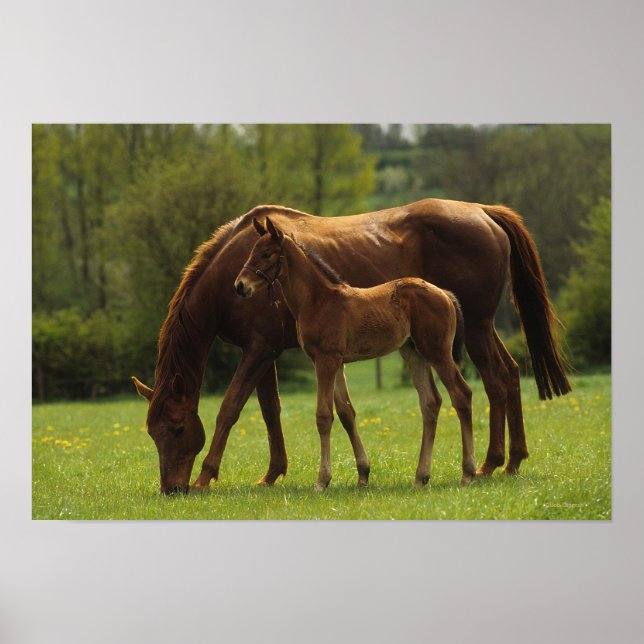 Poster Mare et Foie Thoroughbred 2 (Devant)