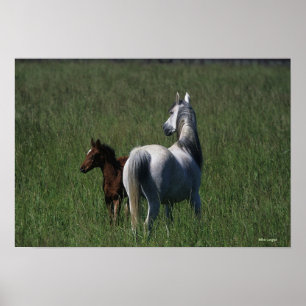 Poster Mare et poulain arabe
