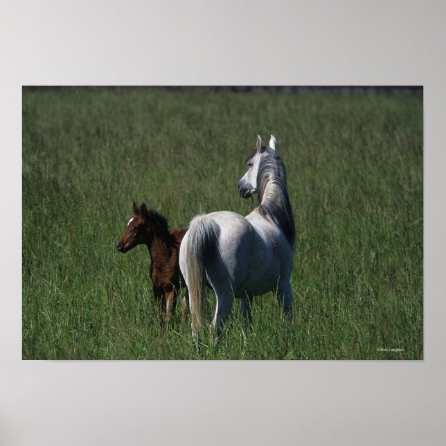Poster Mare et poulain arabe (Devant)