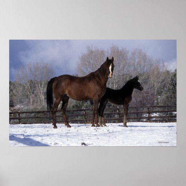 Poster Mare et poulain arabe en neige (Devant)