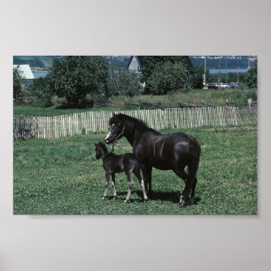 Poster Mare noire et poulain