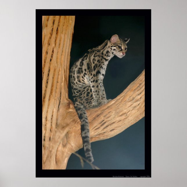 Poster Margay (Leopardus weidii) (Devant)