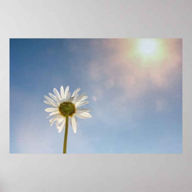 Poster Marguerite  - (Devant)
