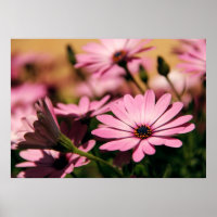 Marguerite africaine violette