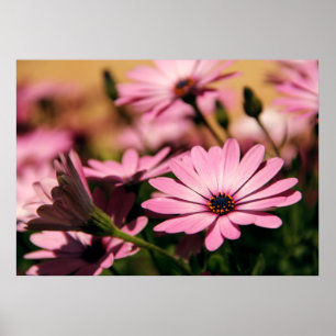 Poster Marguerite africaine violette