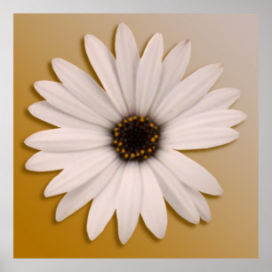 Poster Marguerite blanche