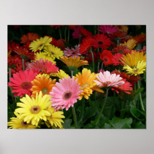 Poster Marguerite de Gerbera