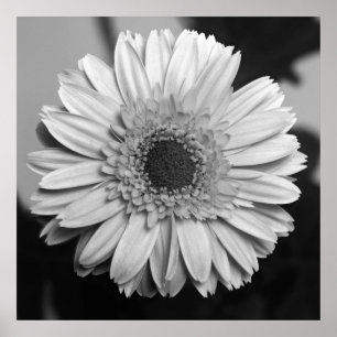 Poster Marguerite de Gerbera
