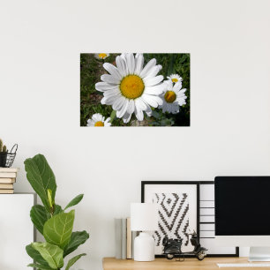 Poster Marguerite de Shasta (Chrysanthemum maximum)