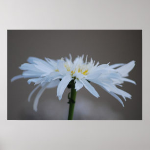 Poster Marguerite hippie et signification