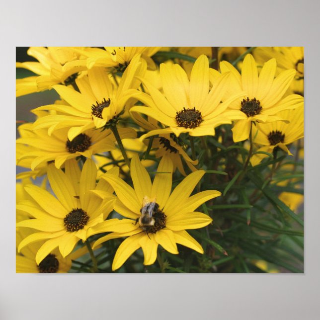 Poster Marguerite Jaune Et Abeille Bumble (Devant)