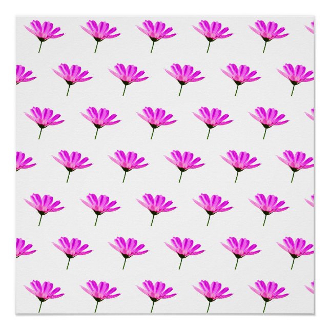Poster Marguerite rose  (Devant)