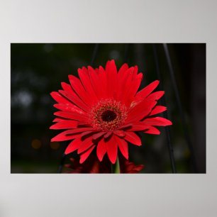 Poster Marguerite rouge de Gerbera