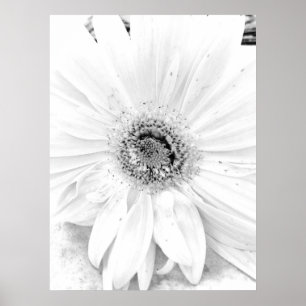 Poster Marguerite Upclose de Gerber