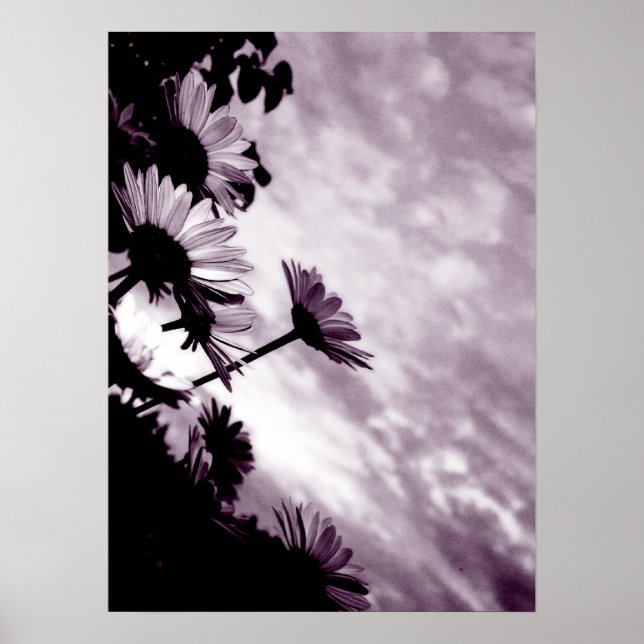 Poster Marguerites (Devant)